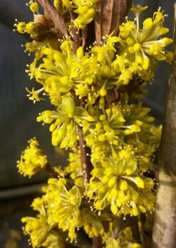 Premium-Pflanzenauswahl-Shop -Premium-Pflanzenauswahl-Shop Bl te Jolico kornelkirsche