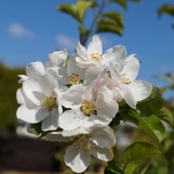 Zierapfel `Red Sentinel´ Malus `Red Sentinel´ 7 Zierapfel `Red Sentinel´ Malus `Red Sentinel´ -Premium-Pflanzenauswahl-Shop Bl te Red Sentinel