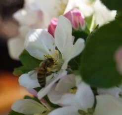 Säulenapfel `Rondo´ Malus Domestica `Rondo´ -Premium-Pflanzenauswahl-Shop Bl te Rondo mit Biene