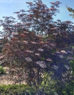 Holunder Black Lace ® Sambucus Nigra `Black Lace´ -Premium-Pflanzenauswahl-Shop Blace Lace Strauch