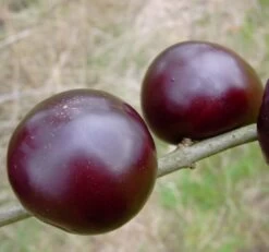 Black Amber Japanische Pflaume Prunus Salicina `Black Amber´