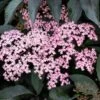 Rotblättriger Holunder `Black Beauty´ Sambucus Nigra `Black Beauty´ 1 Rotblättriger Holunder `Black Beauty´ Sambucus Nigra `Black Beauty´ -Premium-Pflanzenauswahl-Shop Black Beauty Holunder