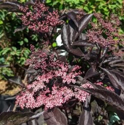Rotblättriger Holunder `Black Beauty´ Sambucus Nigra `Black Beauty´ -Premium-Pflanzenauswahl-Shop Black Beauty1