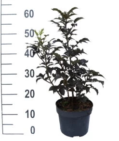 Holunder-Säule Black Tower (R) Sambucus Nigra `Black Tower´ -Premium-Pflanzenauswahl-Shop Black Tower weiss