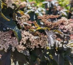 Holunder-Säule Black Tower (R) Sambucus Nigra `Black Tower´ -Premium-Pflanzenauswahl-Shop Black Tower1