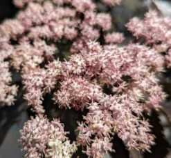 Holunder-Säule Black Tower (R) Sambucus Nigra `Black Tower´ -Premium-Pflanzenauswahl-Shop Black tower2