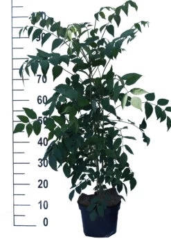 Blauschote / Blaugurkenbaum Decaisnea Fargesii 8 Blauschote / Blaugurkenbaum Decaisnea Fargesii -Premium-Pflanzenauswahl-Shop Blauschote Decaisnea weiss