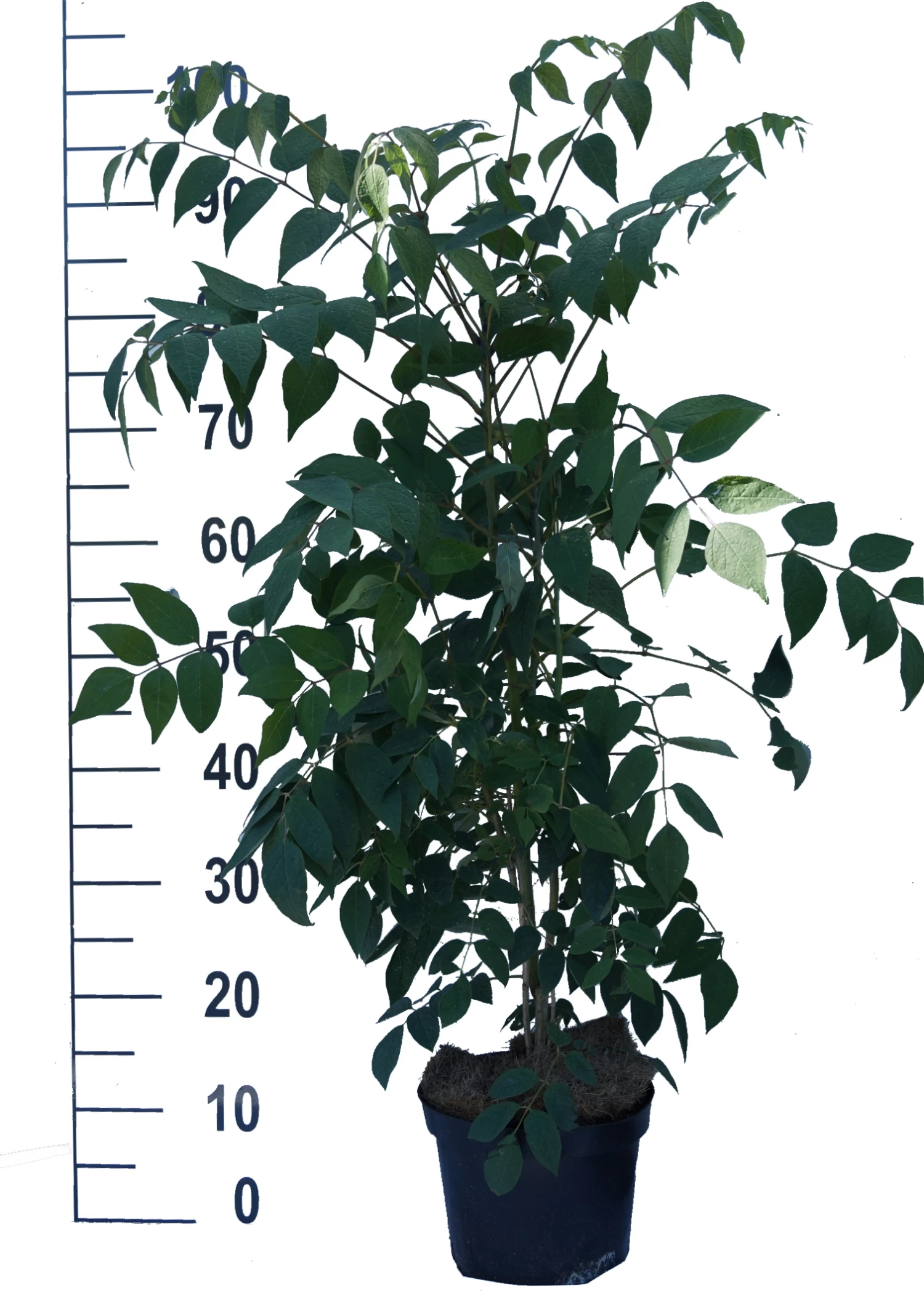 Blauschote / Blaugurkenbaum Decaisnea Fargesii 5 Blauschote / Blaugurkenbaum Decaisnea Fargesii – Bild 3