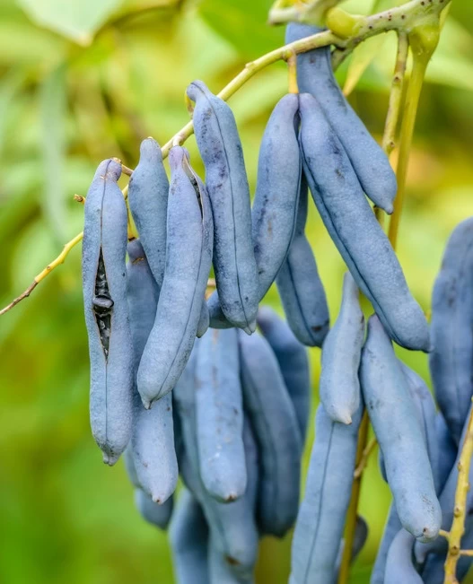 Blauschote / Blaugurkenbaum Decaisnea Fargesii 3 Blauschote / Blaugurkenbaum Decaisnea Fargesii