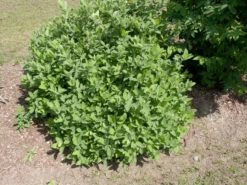 Sibirische Blaubeere "Blue Velvet" Lonicera Kamtschatica `Blue Velvet´ -Premium-Pflanzenauswahl-Shop Blue Velvet Kordes Jungpflanzen