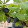 Sibirische Blaubeere "Blue Velvet" Lonicera Kamtschatica `Blue Velvet´ 2 Sibirische Blaubeere "Blue Velvet" Lonicera Kamtschatica `Blue Velvet´ -Premium-Pflanzenauswahl-Shop Blue velvet sibirischie blaubeere