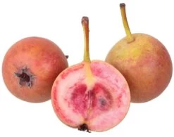 Sommer-Blut-Birne Pyrus Communis