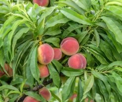 Zwergpfirsich `Bonanza´ Prunus Persica -Premium-Pflanzenauswahl-Shop Bonanza 2