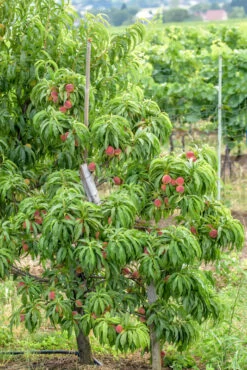 Zwergpfirsich `Bonanza´ Prunus Persica -Premium-Pflanzenauswahl-Shop Bonanza