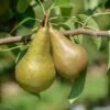 Bosc´s Flaschenbirne Pyrus Communis `Bosc´s Flaschenbirne´ -Premium-Pflanzenauswahl-Shop Boscs Flaschenbirne