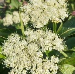 Amerikanischer Schneeball `Brandywine´ Viburnum Nudum `Brandywine´ 11 Amerikanischer Schneeball `Brandywine´ Viburnum Nudum `Brandywine´ -Premium-Pflanzenauswahl-Shop Brandywine bl te