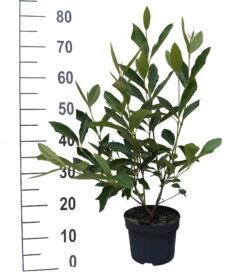 Amerikanischer Schneeball `Brandywine´ Viburnum Nudum `Brandywine´ 12 Amerikanischer Schneeball `Brandywine´ Viburnum Nudum `Brandywine´ -Premium-Pflanzenauswahl-Shop Brandywine weiss