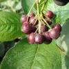 Aronia - Rote Apfelbeere `Brillant´ Aronia Arbutifolia `Brillant´ -Premium-Pflanzenauswahl-Shop Brillant