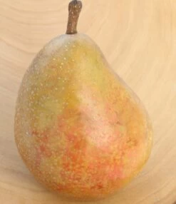Gellerts Butterbirne Pyrus Communis `Gellert´s Butterbirne´ -Premium-Pflanzenauswahl-Shop Butterbirne1