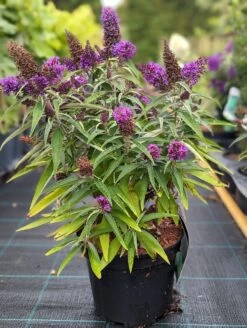 Schmetterlingsflieder Butterfly Candy® (versch. Farben) Buddleja Davidii -Premium-Pflanzenauswahl-Shop Butterfly Candy