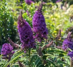 Schmetterlingsflieder Butterfly Candy® (versch. Farben) Buddleja Davidii -Premium-Pflanzenauswahl-Shop Butterfly Candy Little Pruple