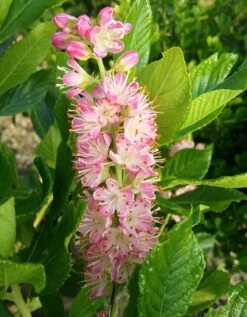 Zimterle - Clethra Clethra Alnifolia -Premium-Pflanzenauswahl-Shop CLethra 1