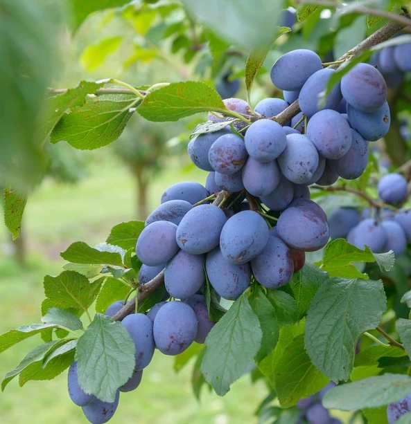 Cacaks Fruchtbare Prunus Domestica `Cacaks Fruchtbare´ 3 Cacaks Fruchtbare Prunus Domestica `Cacaks Fruchtbare´