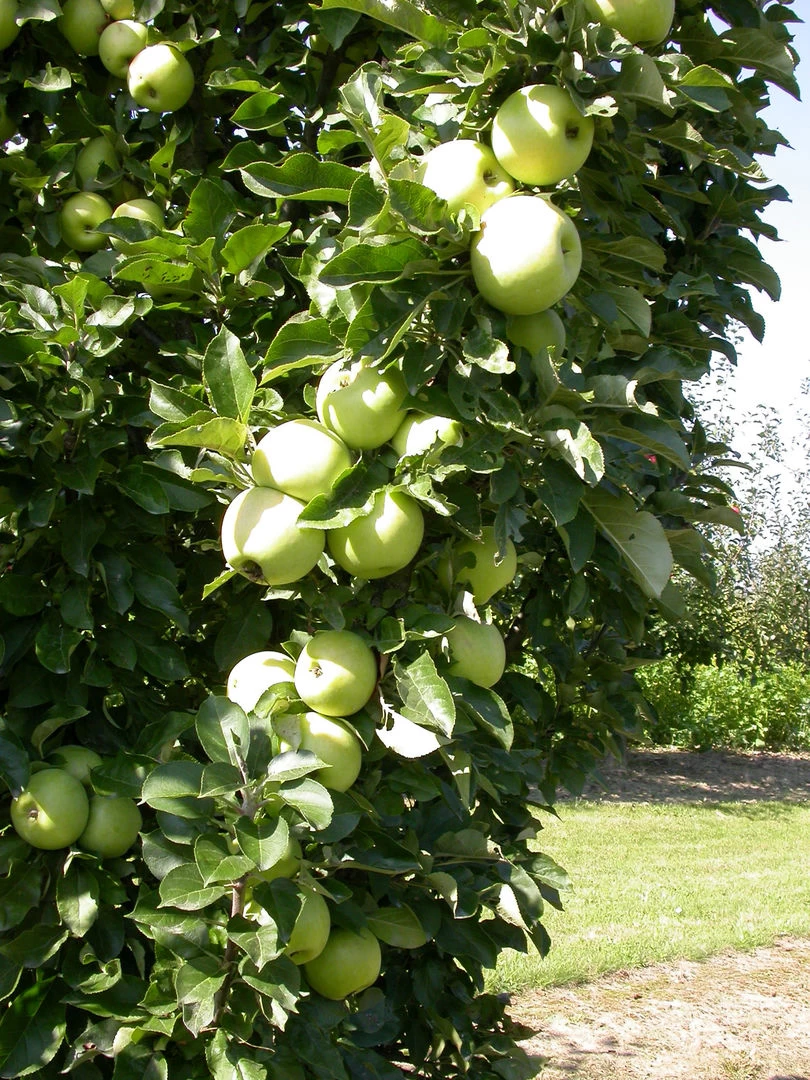 Zwergapfel `Cactus´ Malus Domestica `Cactus´ 6 Zwergapfel `Cactus´ Malus Domestica `Cactus´ – Bild 4
