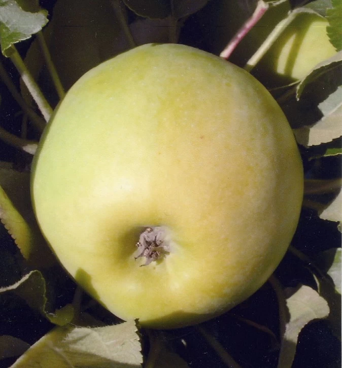 Zwergapfel `Cactus´ Malus Domestica `Cactus´ 3 Zwergapfel `Cactus´ Malus Domestica `Cactus´