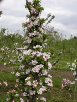 Zwergapfel `Cactus´ Malus Domestica `Cactus´ 8 Zwergapfel `Cactus´ Malus Domestica `Cactus´ -Premium-Pflanzenauswahl-Shop Cactus2