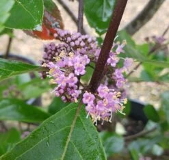 Schönfrucht, Liebesperlenstrauch Callicarpa Bodinieri `Profusion´ -Premium-Pflanzenauswahl-Shop Callicarpa Sch nfrucht Bl te