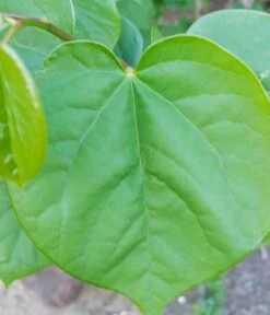 Judasbaum Cercis Siliquastrum 10 Judasbaum Cercis Siliquastrum -Premium-Pflanzenauswahl-Shop Cercis judasbaum