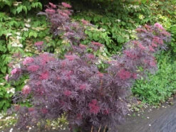 Holunder `Cherry Lace´ Sambucus Nigra `Cherry Lace´ 7 Holunder `Cherry Lace´ Sambucus Nigra `Cherry Lace´ -Premium-Pflanzenauswahl-Shop Cherry LAce3