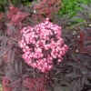 Holunder `Cherry Lace´ Sambucus Nigra `Cherry Lace´ 2 Holunder `Cherry Lace´ Sambucus Nigra `Cherry Lace´ -Premium-Pflanzenauswahl-Shop Cherry Lace