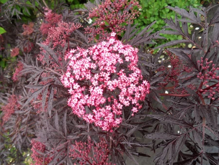 Holunder `Cherry Lace´ Sambucus Nigra `Cherry Lace´ 3 Holunder `Cherry Lace´ Sambucus Nigra `Cherry Lace´