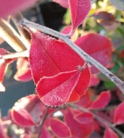 Chinesische Quitte / Holzquitte Pseudocydonia Sinensis -Premium-Pflanzenauswahl-Shop Chinesische Quitte Holzquitte Pseudocydonia