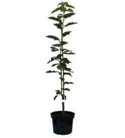 Säulenkirsche `Claudia´ Prunus Avium `Claudia´ -Premium-Pflanzenauswahl-Shop Claudia S ule 1