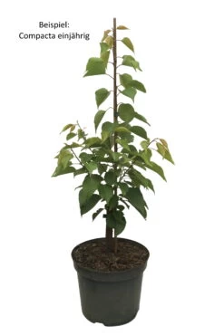 Kompakt Wachsende Aprikose `CompactaⓇ´ Prunus Armeniaca `Compacta´ 9 Kompakt Wachsende Aprikose `CompactaⓇ´ Prunus Armeniaca `Compacta´ -Premium-Pflanzenauswahl-Shop Compacta weiss Text