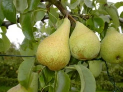 Condo Pyrus Communis `Condo´ -Premium-Pflanzenauswahl-Shop Condo 3