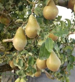 Conference Pyrus Communis `Conference 8 Conference Pyrus Communis `Conference -Premium-Pflanzenauswahl-Shop Conference Birne