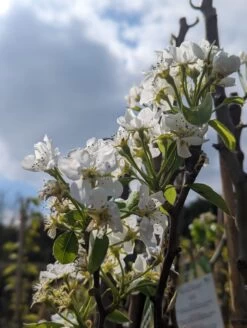 Conference Pyrus Communis `Conference 9 Conference Pyrus Communis `Conference -Premium-Pflanzenauswahl-Shop Conference Bl te