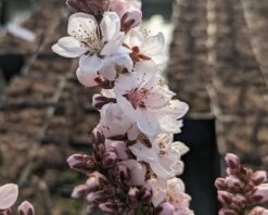 Zwergpfirsich `Crimson Bonfire´ Prunus Persica `Crimson Bonfire´ -Premium-Pflanzenauswahl-Shop Crimson Bonfire