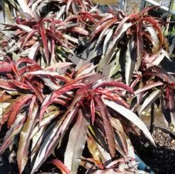 Zwergpfirsich `Crimson Bonfire´ Prunus Persica `Crimson Bonfire´ -Premium-Pflanzenauswahl-Shop Crimson Bonfire Zwergpfirsich