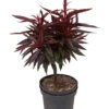 Zwergpfirsich `Crimson Bonfire´ Prunus Persica `Crimson Bonfire´ 1 Zwergpfirsich `Crimson Bonfire´ Prunus Persica `Crimson Bonfire´ -Premium-Pflanzenauswahl-Shop Crimson Bonfire weiss1