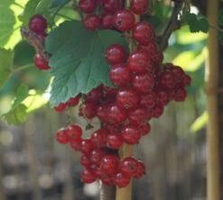 Rolan Ribes Rubrum `Rolan´ -Premium-Pflanzenauswahl-Shop DSC01666