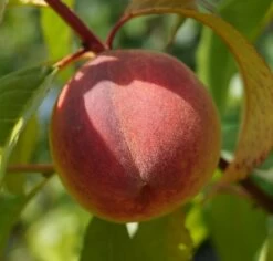 Pfirsich Red Haven Prunus Persica `Red Haven´ -Premium-Pflanzenauswahl-Shop DSC01689