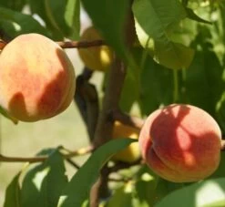 Pfirsich Red Haven Prunus Persica `Red Haven´ -Premium-Pflanzenauswahl-Shop DSC01694