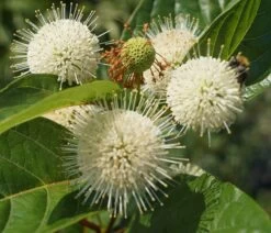 Knopfbusch Cephalanthus Occidentalis -Premium-Pflanzenauswahl-Shop DSC01733