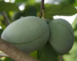 Indianerbanane (Paw Paw) Asimina Triloba