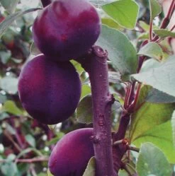 Säulenzwetsche `Top´ 150-175cm Prunus Domestica `Top´